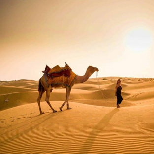 Camel Safari